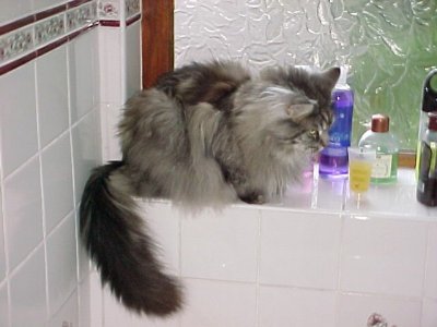 cat-bath2.jpg