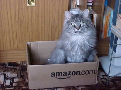 cat-in-a-box.jpg