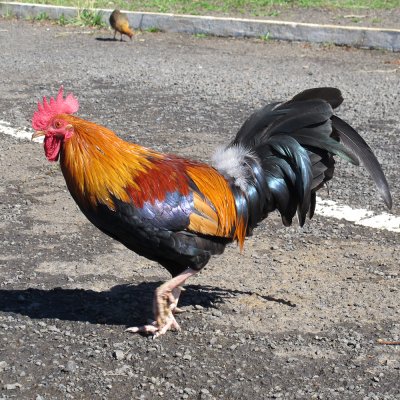 November ~ Kauai rooster (on vacation) - IMG_1793.jpg