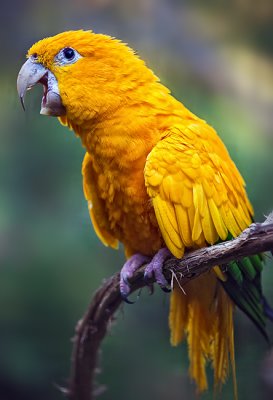 Papagaio amarelo