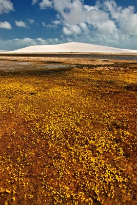 wild flowers