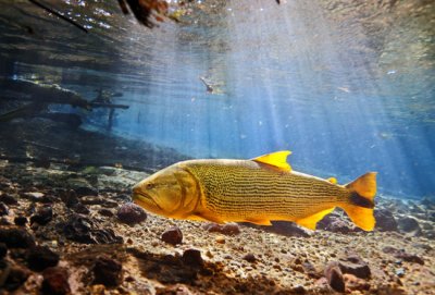 Dourado golden fish Salminus maxillosus