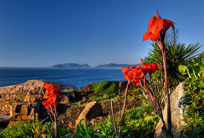 praia da joaquina flores