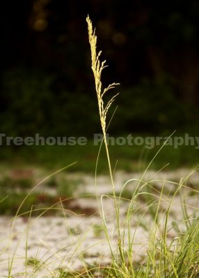 IMG_1918.jpg
