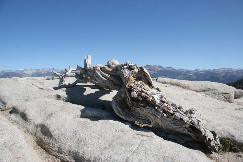 The famous Jeffrey Pine on the top of Sentinal Dome