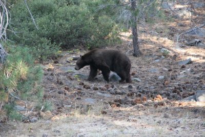 This black bear was beside the road on the way to Tuolumne Meadows.