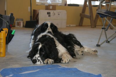 The dogs are not much help with the tiling (or anything else)!