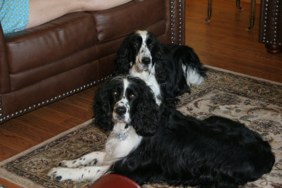 Benny and Walter relaxing in the living room