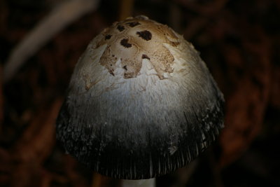 IMGP5465.JPG