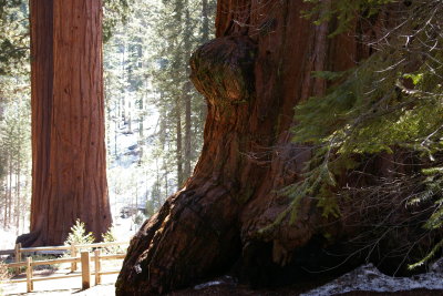 General Grant Grove