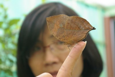 Butterfly Farm