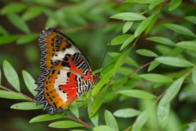 Butterfly Farm