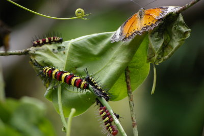 Butterfly Farm