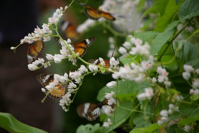 Butterfly Farm