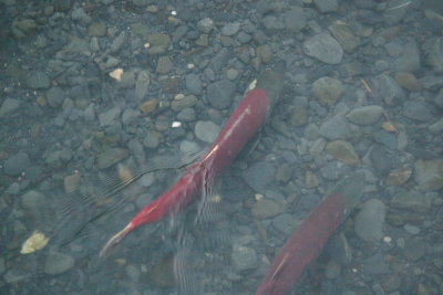 AK10_7208.JPG