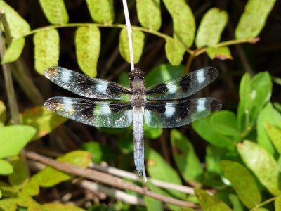 Wildlife