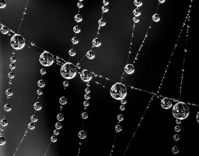 web pearls