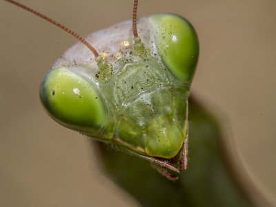 praying mantis portrait