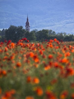 poppy field.jpg