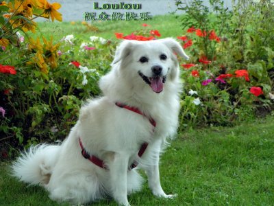  my dog son --loulou--lousmila