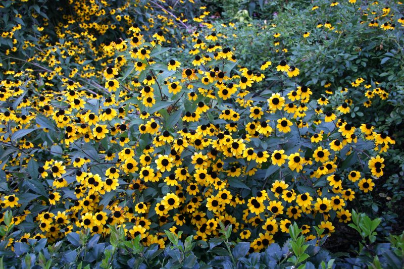 Blackeyed Susans