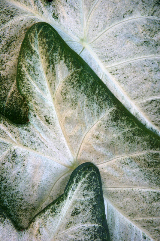 Caladium