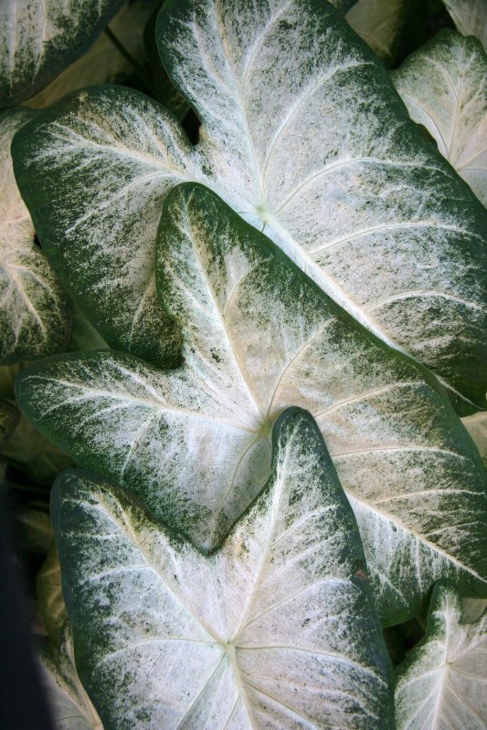 Caladium