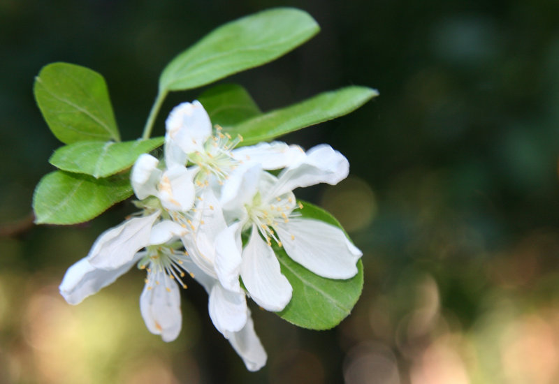Crab Apple Tree Blossoms in September