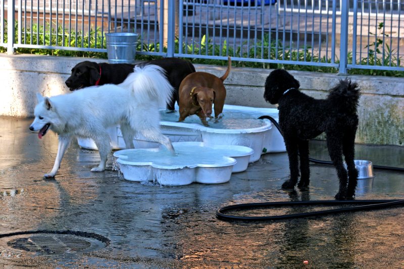 Taking a Dip at the Dog Run