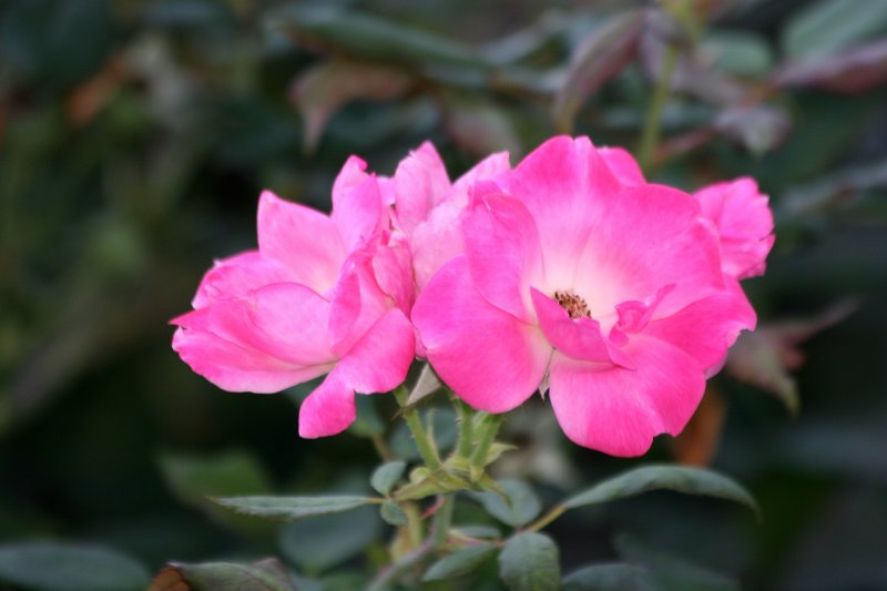 Roses