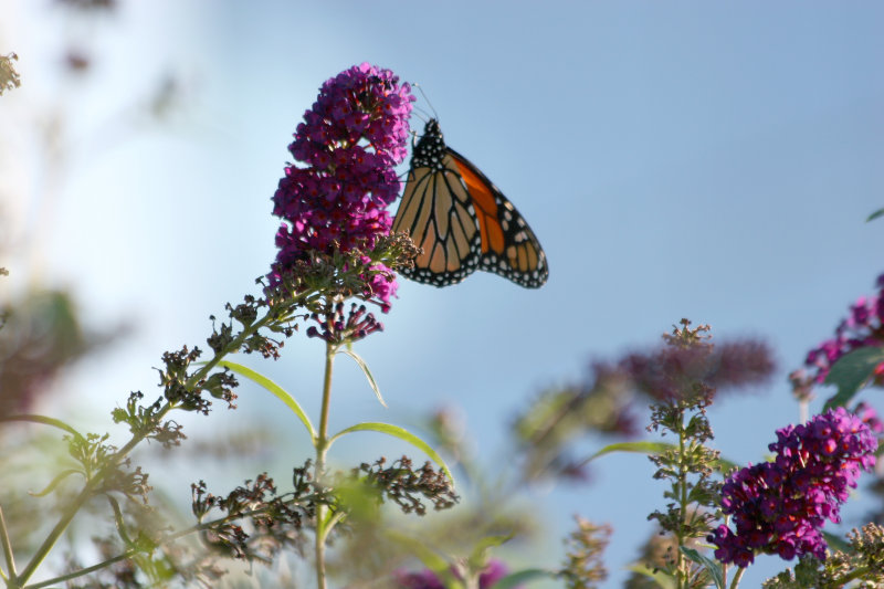 Monarch & Butterfly Bush