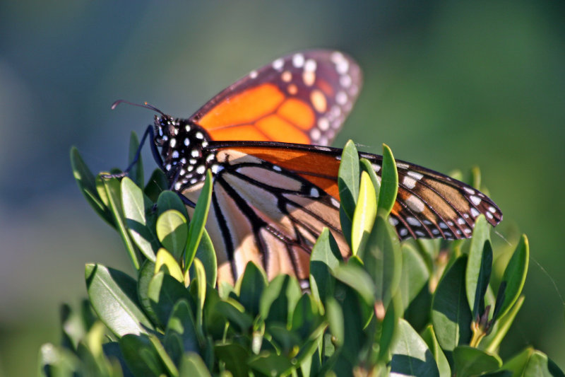 Monarch & Butterfly Bush