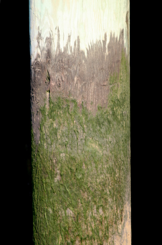 Hudson River Pier Piling