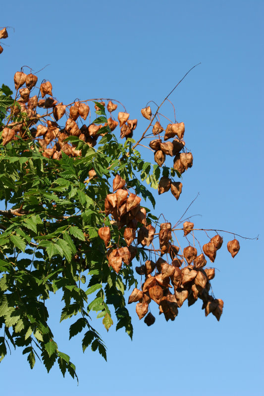Golden Rain Tree Seed Pods