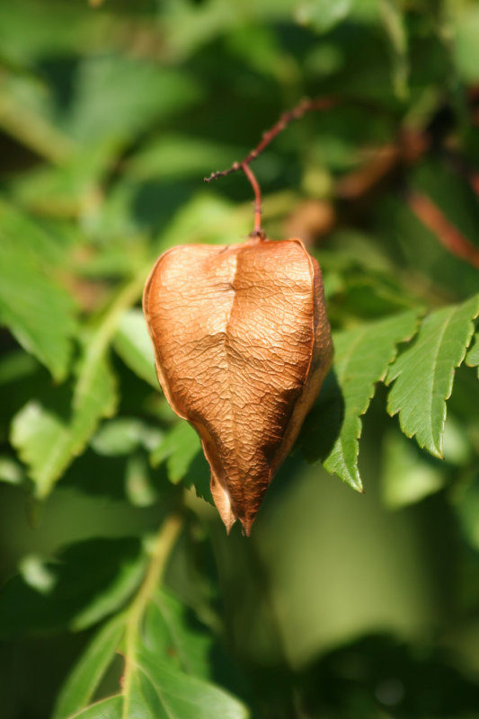 Golden Rain Tree Seed Pod