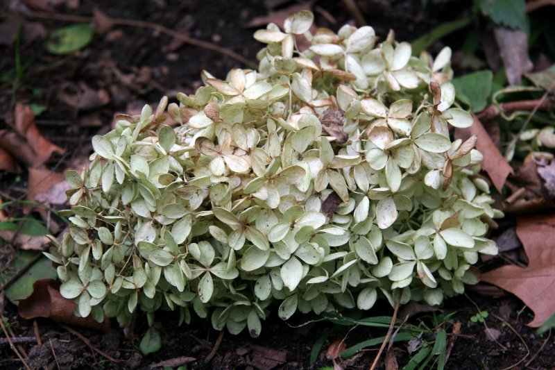 Hydrangea Blossoms