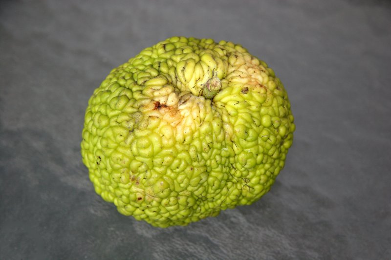 Osage Orange Fruit