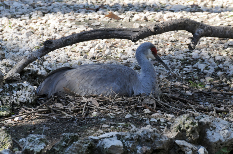 Sandhill Crane - Wildlife State Park