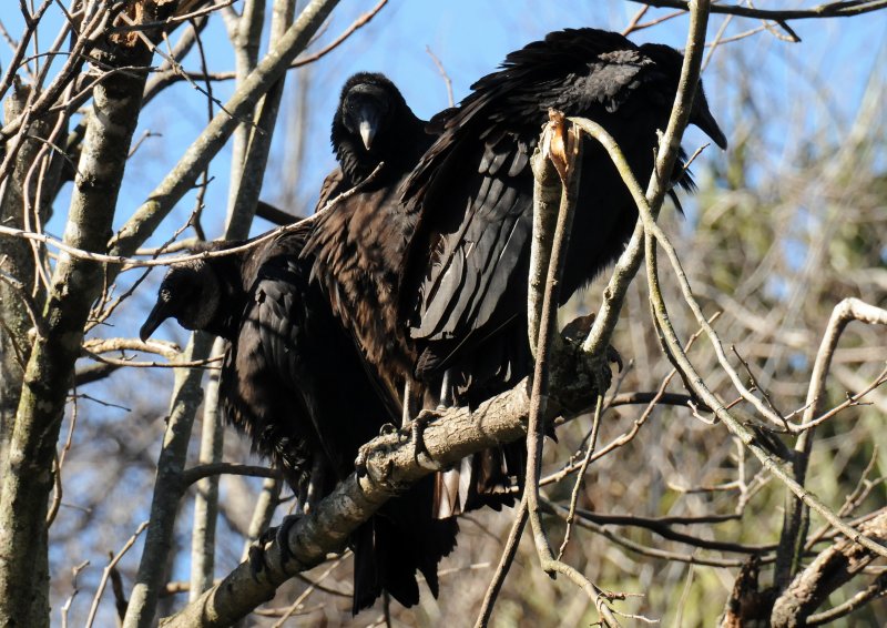 Black Vultures - Wildlife State Park
