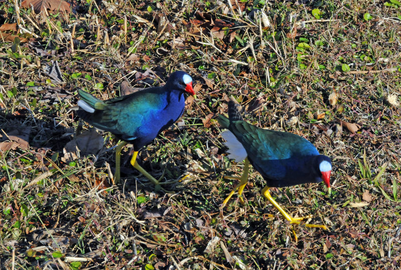 Gallinule -Venetian Gardens