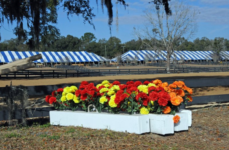 Horses in the Sun Show Preparations