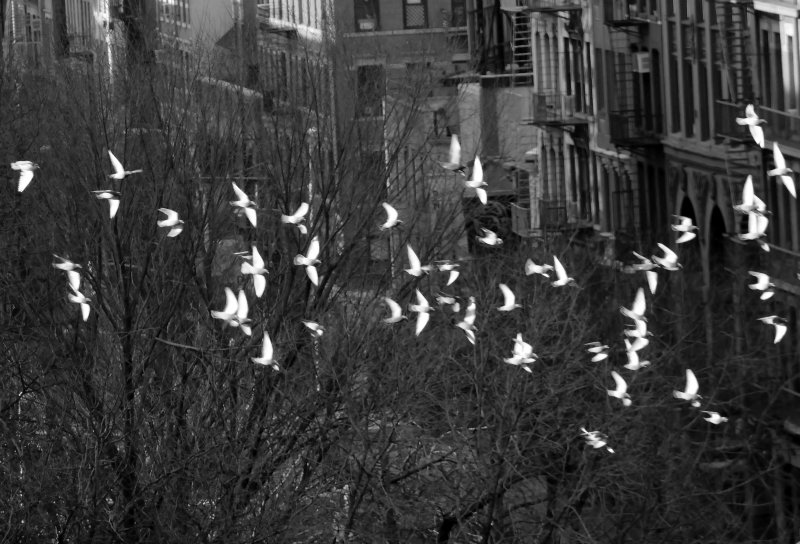 Pigeons in Flight