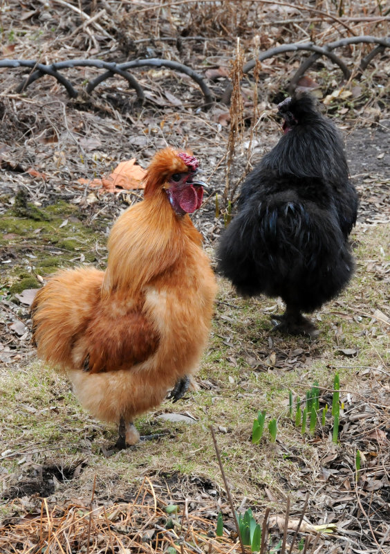 Rooster Vistors