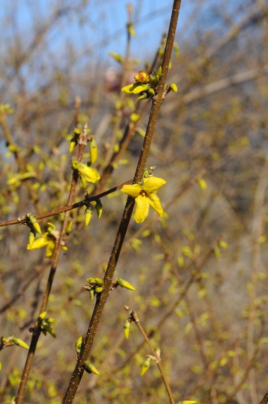 Forsythia Bud Blossoms near the Dairy House