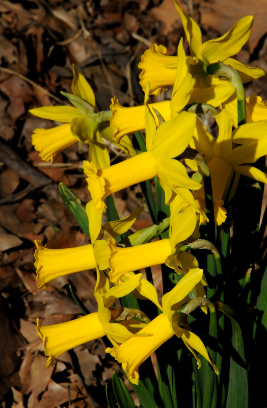 Daffodils in Bloom near Sheeps Meadow