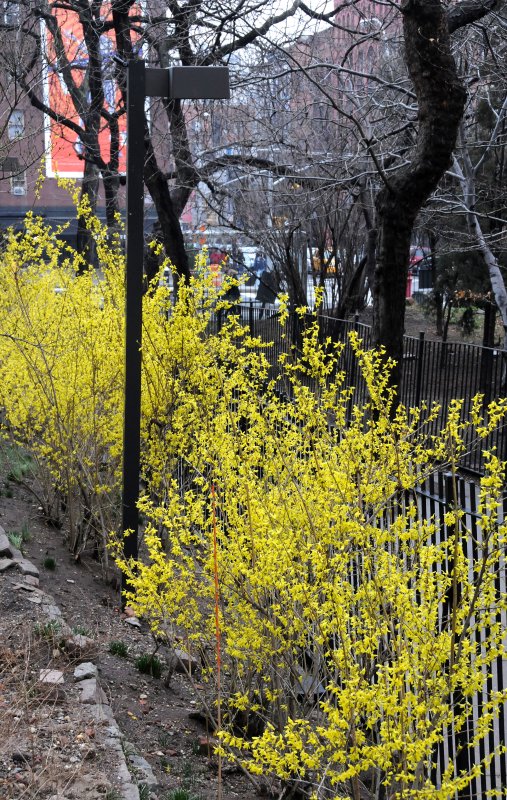 Forsythia in Bloom