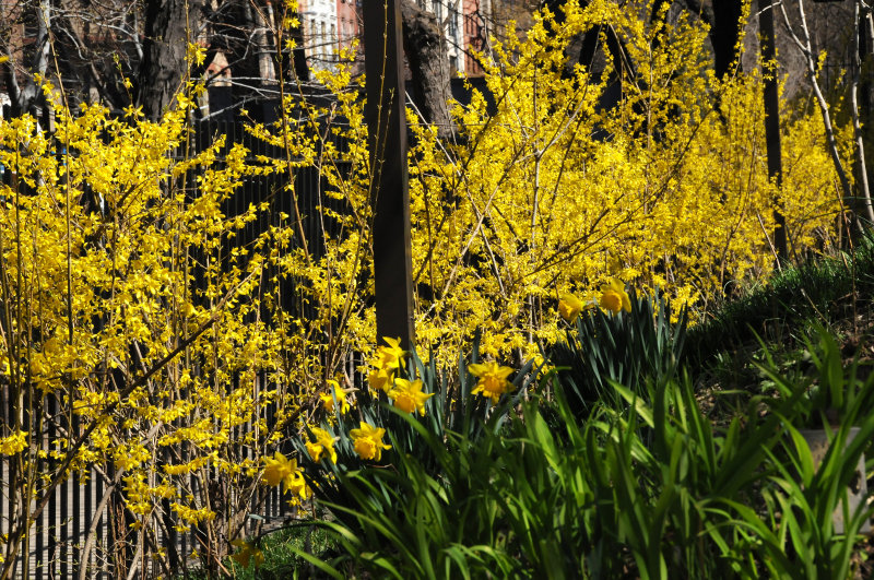 Forsythia in Bloom