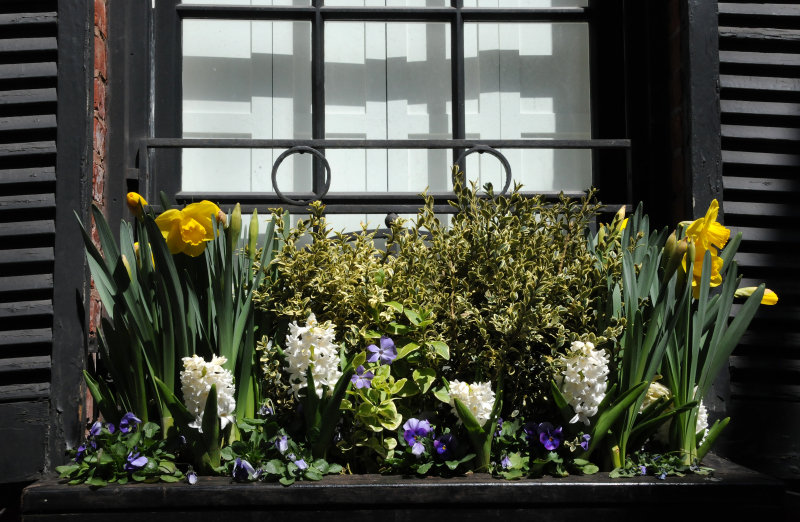 Window Flower Box Spring Flowers