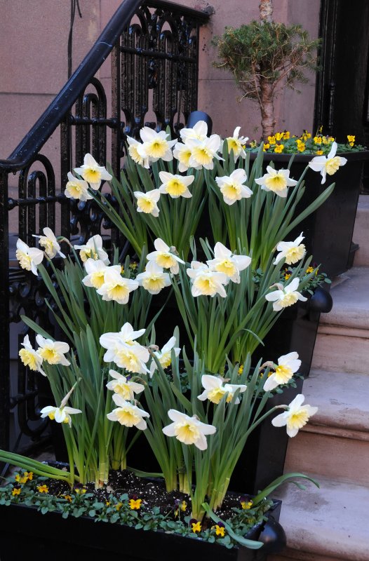 Daffodils