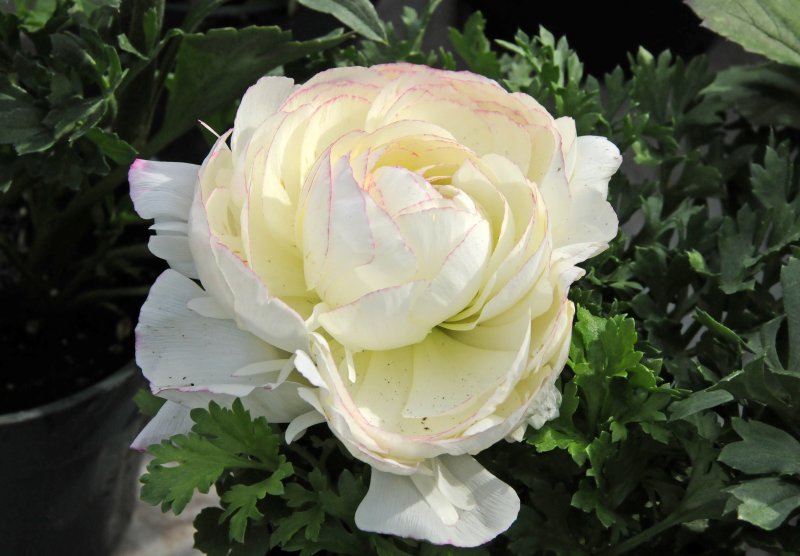 Ranunculus - Flower Market